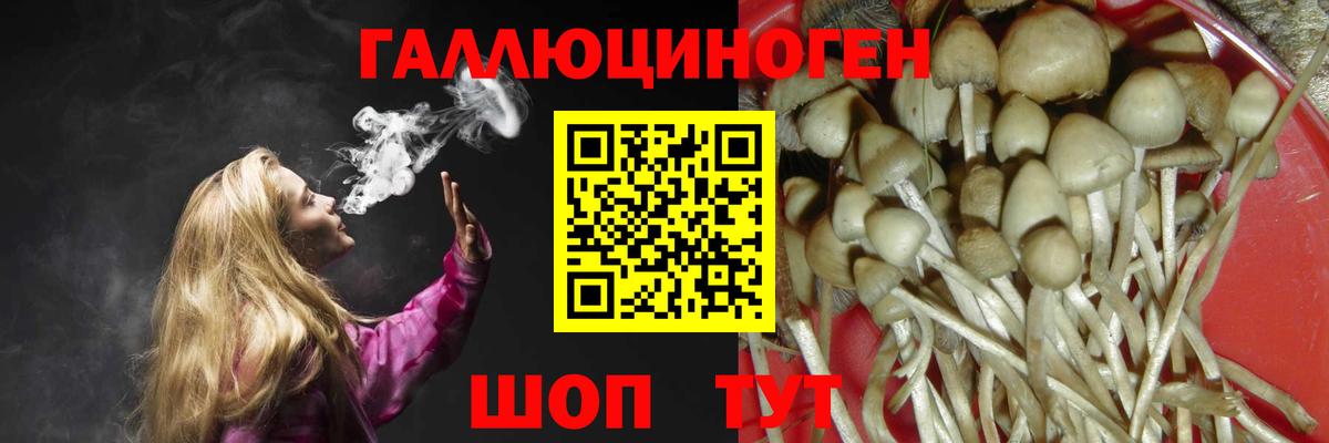 Галлюциногенные грибы GOLDEN TEACHER  Вход с VPN  Псилоцибиновые грибы GOLDEN TEACHER  купить закладку  Новодвинск 